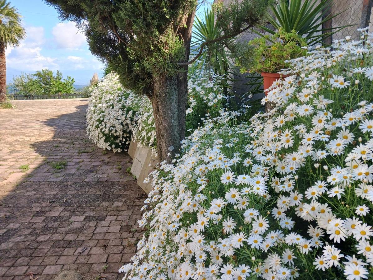 Santa Sofia d'Epiro Agriturismo Vemiヴィラ エクステリア 写真