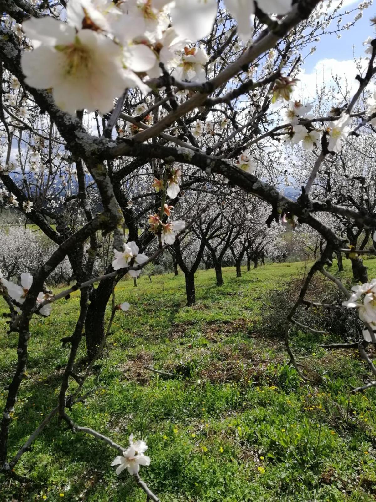 Santa Sofia d'Epiro Agriturismo Vemiヴィラ エクステリア 写真